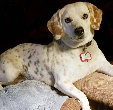 Spotty dog on the back of a couch